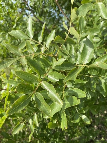 Mt. Atlas mastic tree (Pistacia atlantica)