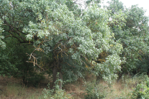 Mt. Atlas mastic tree (Pistacia atlantica)