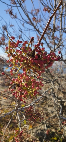 Mt. Atlas mastic tree (Pistacia atlantica)
