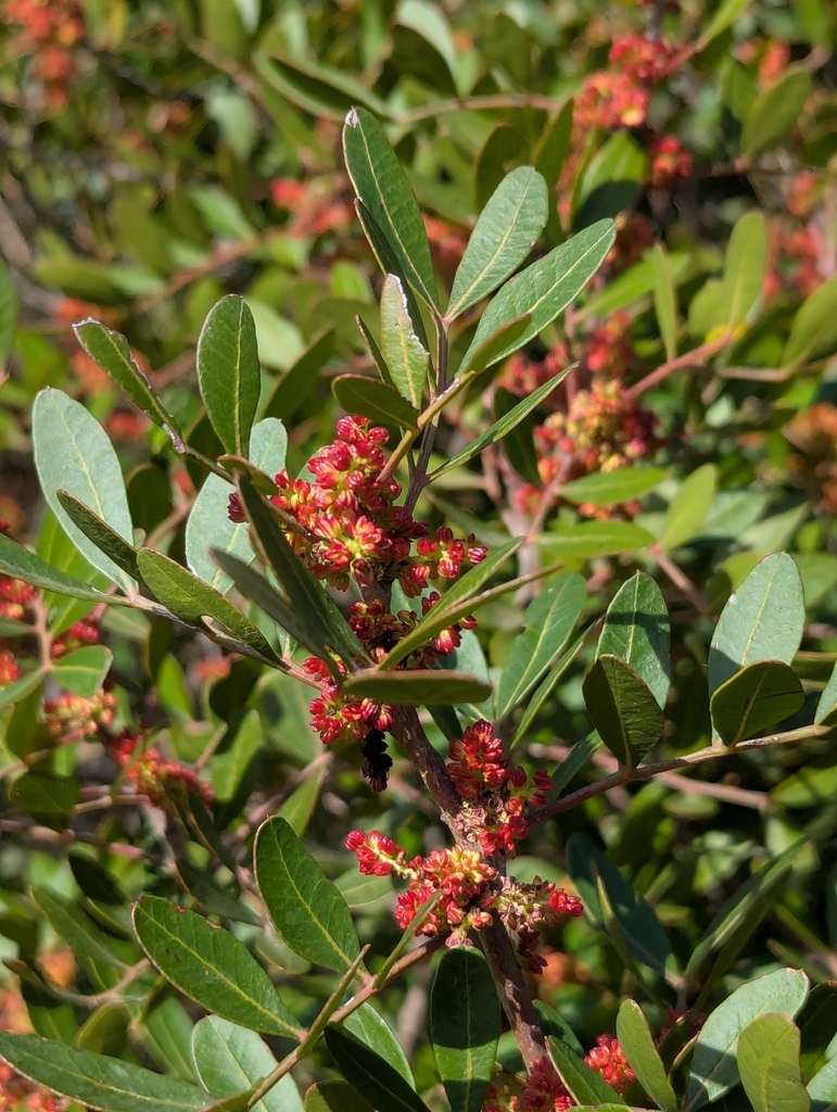Mastic tree (Pistacia lentiscus)
