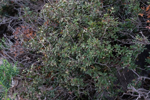 Mastic tree (Pistacia lentiscus)