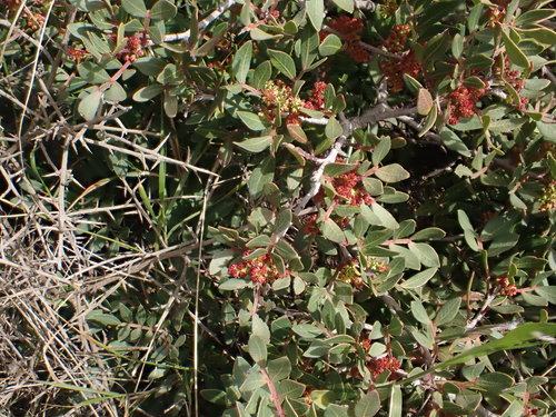 Mastic tree (Pistacia lentiscus)