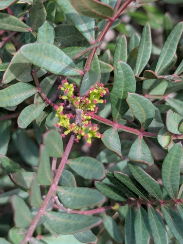 Mastic tree (Pistacia lentiscus)