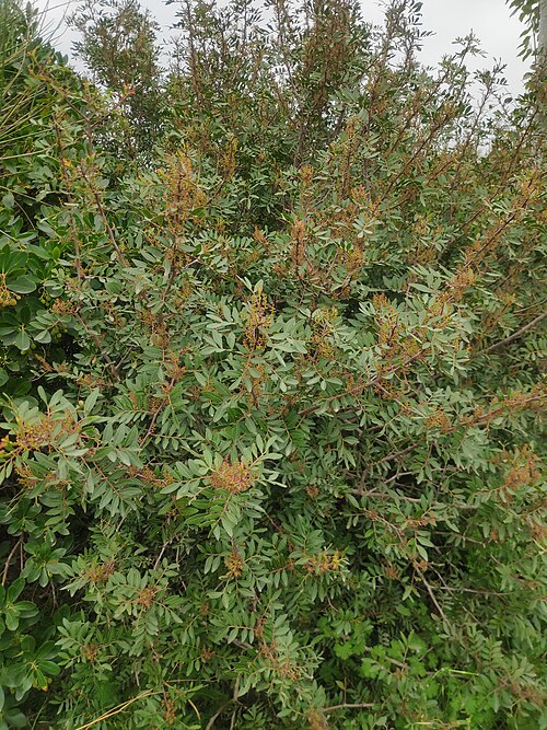 Mastic tree: Masteec tree