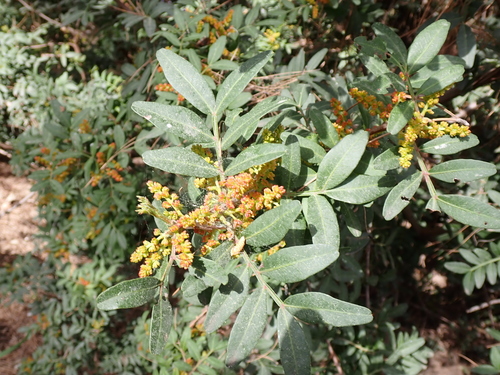 Mastic tree (Pistacia lentiscus)