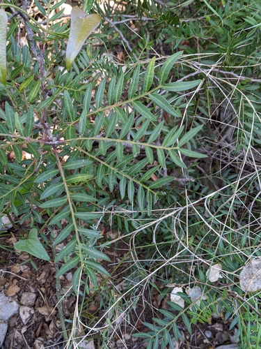 Mastic tree (Pistacia lentiscus)