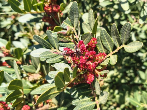 Mastic tree (Pistacia lentiscus)