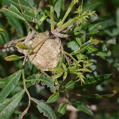 Mastic tree: Giant African Mantis ( Sphodromantis viridis ) Ootheca on Mastic ( Pistacia lentiscus ) in Parc Natural de s'Albufera, Spain.
