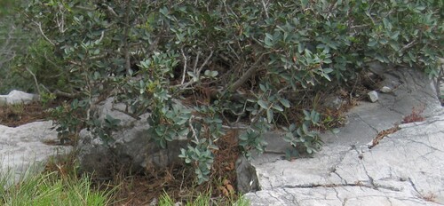 Mastic tree (Pistacia lentiscus)