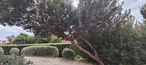 Mastic tree: Parchi di Nervi