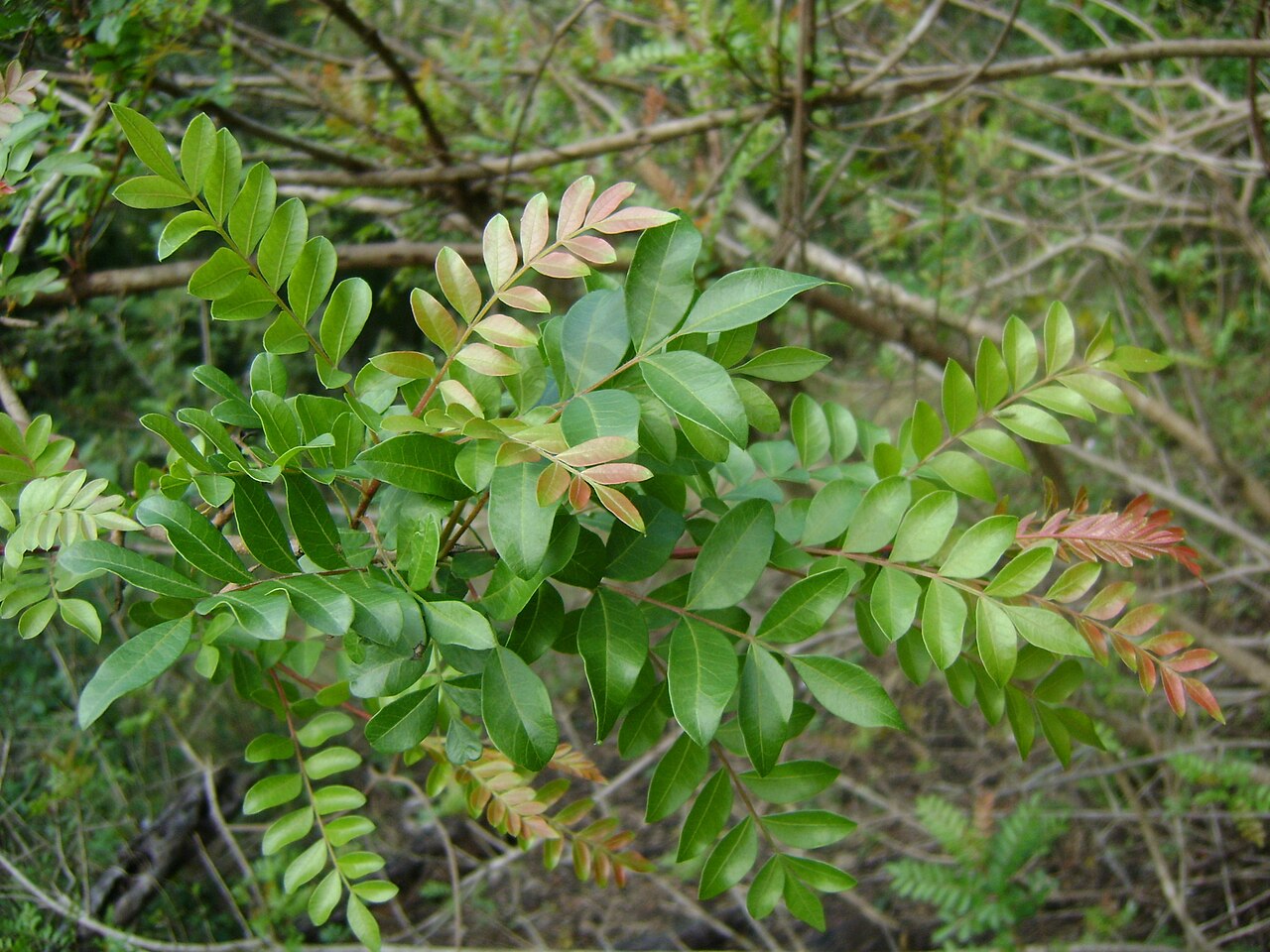 American pistachio: Pistacia mexicana - Mexican Pistache. Species of plant.