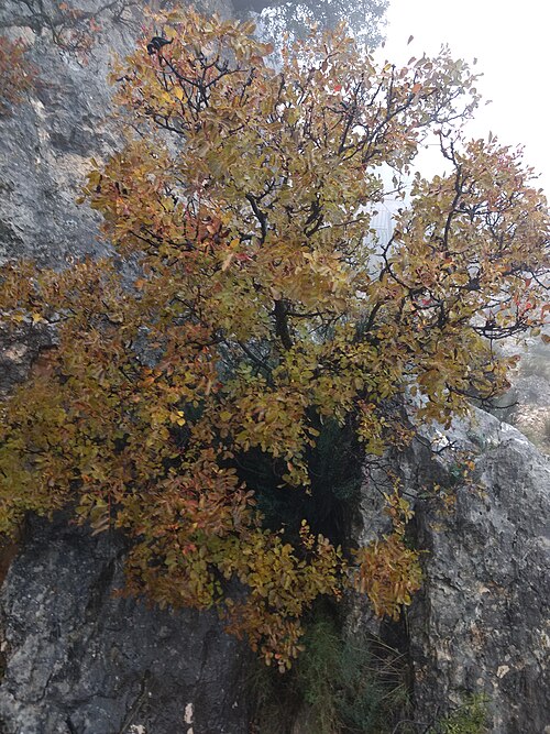 Cyprus turpentine: Cornicabra | Pistacia terebinthus L. en el camino a la cueva de los Letreros.