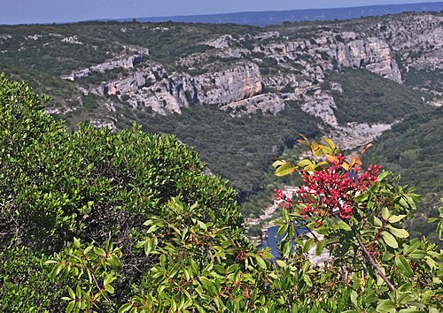 Cyprus turpentine: Un sol de prédilection : les terrains calcaires de Garrigues.Au fond les gorges du Gardon. Terrain de plantes calcicoles: chênes verts arbousiers et filaires. N