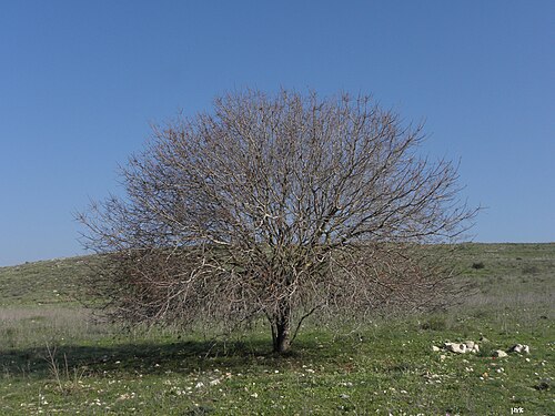 Cyprus turpentine: Pistacia palaestina -fall אלה ארץ-ישראלית בשלכת, נחל סנין