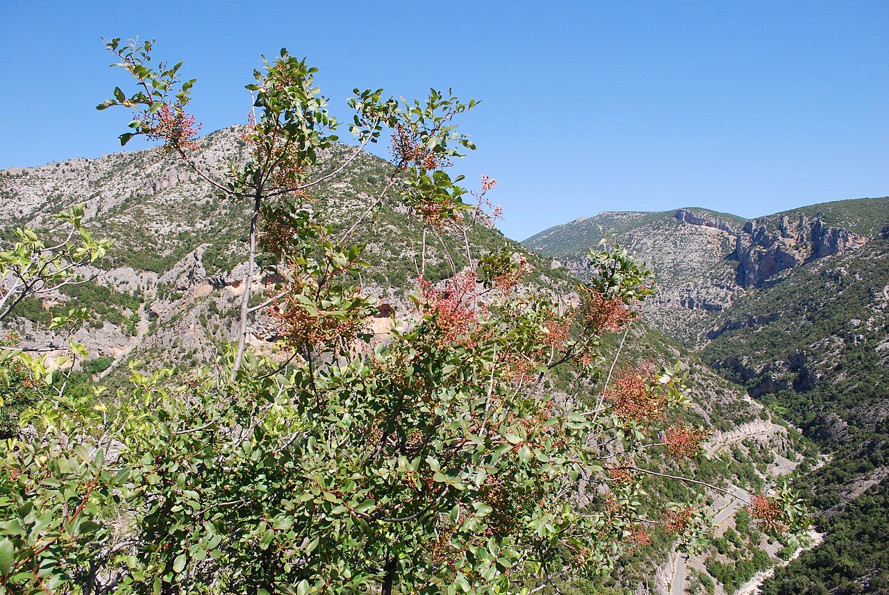 Cyprus turpentine: Vue du Parnonas.