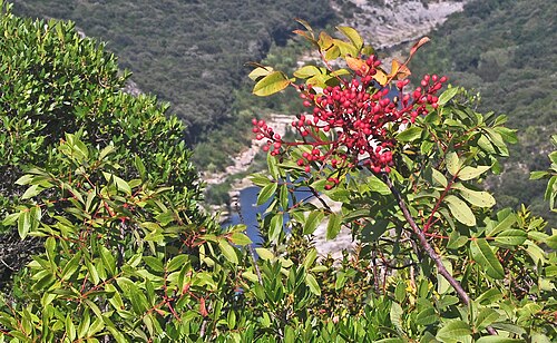 Cyprus turpentine: Un sol de prédilection: les terrains calcaires de Garrigues. Au fond les gorges du Gardon. Terrain de plantes calcicoles; chênes verts, arbousiers et filaires.