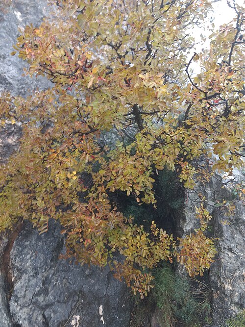 Cyprus turpentine: Cornicabra | Pistacia terebinthus L. en el camino a la cueva de los Letreros