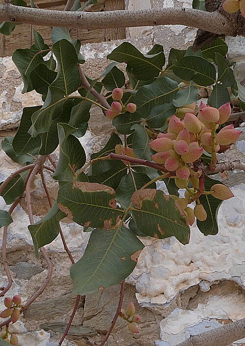 Pistachio tree: Baum in andalusischem Dorf