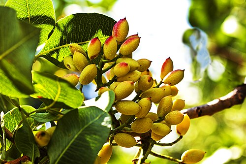 Pistachio tree: La drupa del pistacchio di Bronte in maturazione