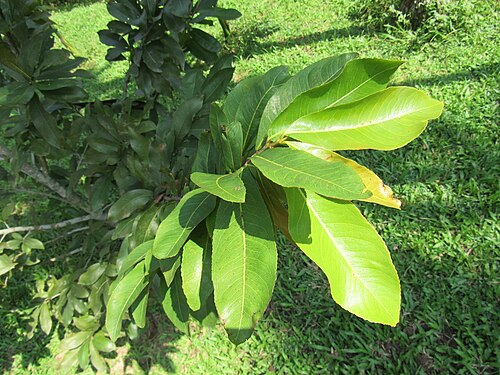 Pistachio tree: Pistacia vera (Pistachio) leaves in RDA, Bogra