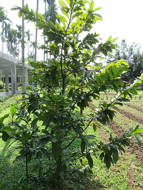 Pistachio tree: Pistacia vera (Pistachio) tree in RDA, Bogra