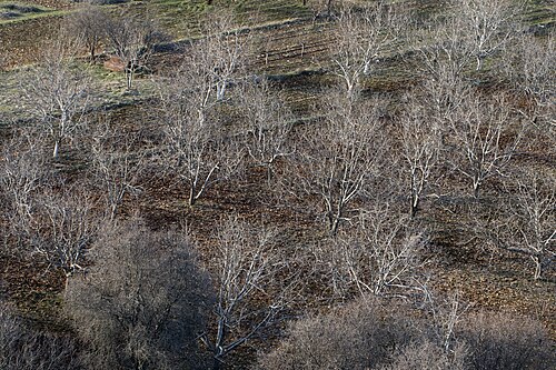 Pistachio tree: A partly view of orchard of Antep pistachio in Işıklı - Şehitkamil, Gaziantep, Turkey.