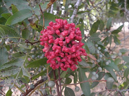 Pistachio tree: Gall on Pistacia vera עפץ על פיסטוק חלבי, לביא