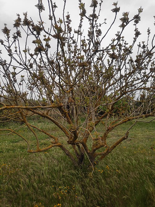 Pistachio tree: Pistachio