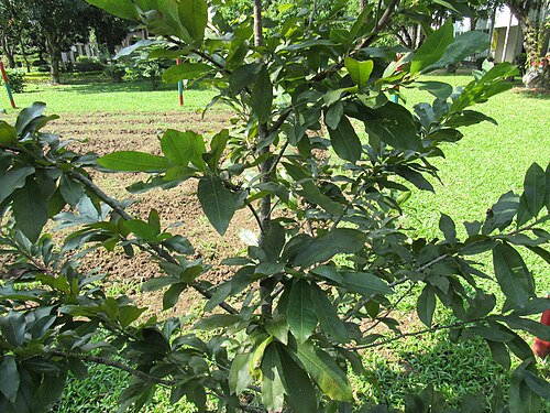 Pistachio tree: Pistacia vera (Pistachio) tree in RDA, Bogra