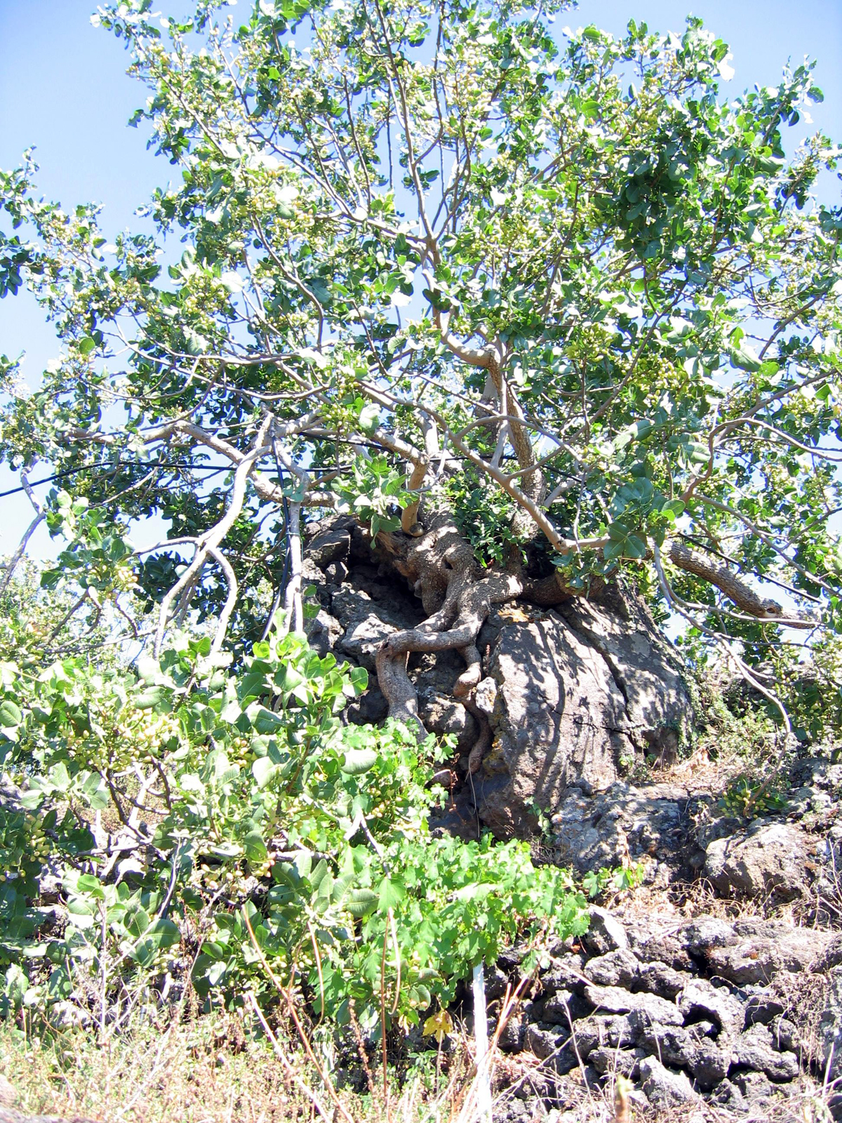 Pistachio tree: Pistacia vera 'Napoletana' - "Pistacchio Verde di Bronte"