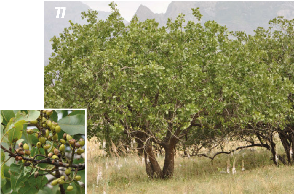 Pistachio tree: Pistacia vera, Tajikistan.