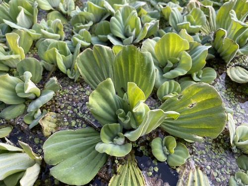 Water lettuce (Pistia stratiotes)