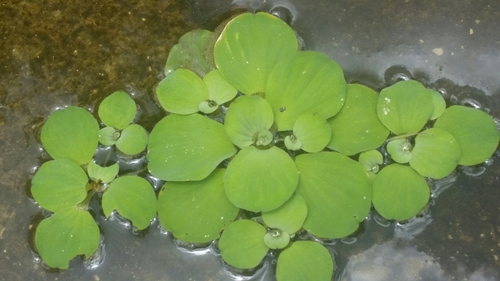 Water lettuce (Pistia stratiotes)