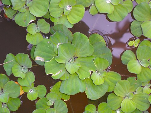 Water lettuce: ꦲꦥꦸꦲꦥꦸ