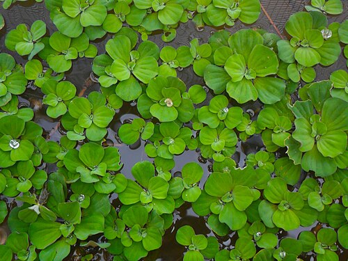 Water lettuce: ꦲꦥꦸꦲꦥꦸ