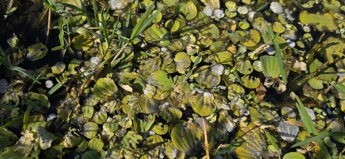 Water lettuce (Pistia stratiotes)