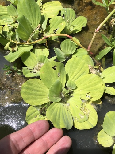Water lettuce (Pistia stratiotes)
