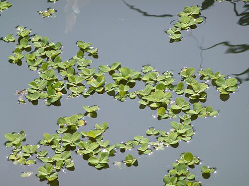 Water lettuce: Pistia stratiotes