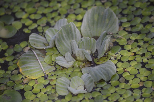 Water lettuce (Pistia stratiotes)