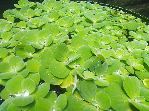 Water lettuce: Pistia stratiotes is a aquatic plant.