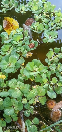 Water lettuce (Pistia stratiotes)