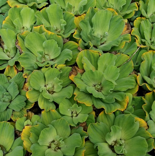 Water lettuce (Pistia stratiotes)