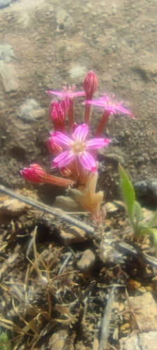 Pistorinia hispanica (Pistorinia hispanica)