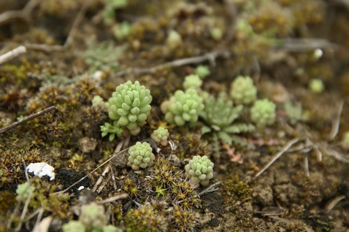Pistorinia hispanica (Pistorinia hispanica)