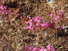 Pistorinia hispanica (Pistorinia hispanica)