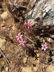 Pistorinia hispanica (Pistorinia hispanica)