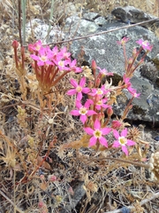 Pistorinia hispanica (Pistorinia hispanica)