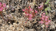 Pistorinia hispanica (Pistorinia hispanica)