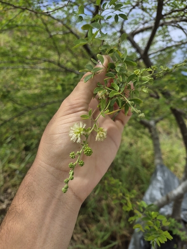 Monkeypod