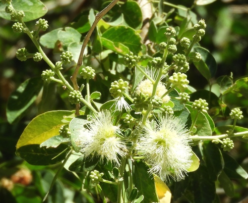 Monkeypod (Pithecellobium dulce)